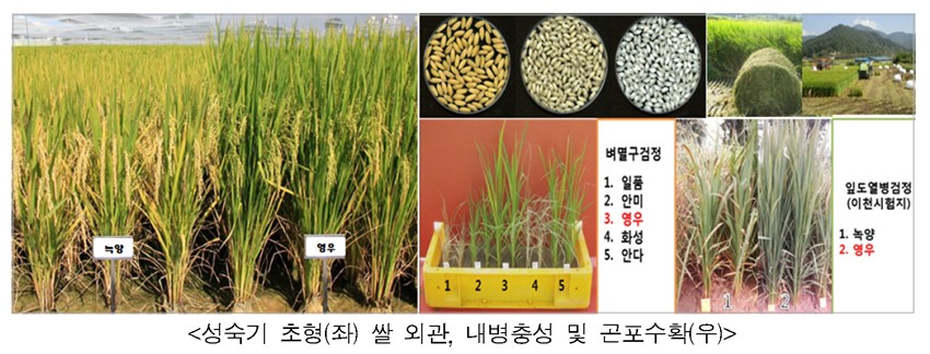 1.예천군, 사료용 벼 실증재배 농가 모집…쌀 수급안정 도모